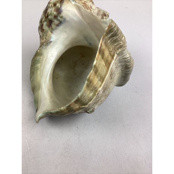 Medium-Large Sized Natural Conch Seashell - Picture 5 of 6